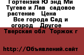 Гортензия Ю энд Ми Тугеве и Лав, садовое растение › Цена ­ 550 - Все города Сад и огород » Другое   . Тверская обл.,Торжок г.